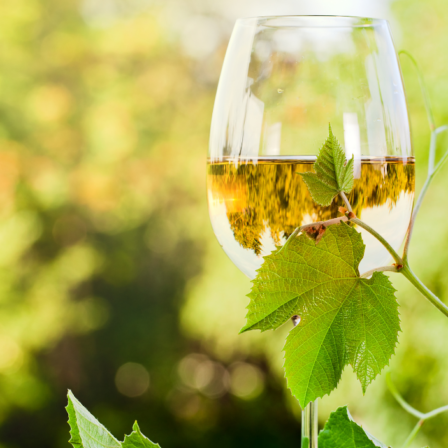 Il vino del Giglio
