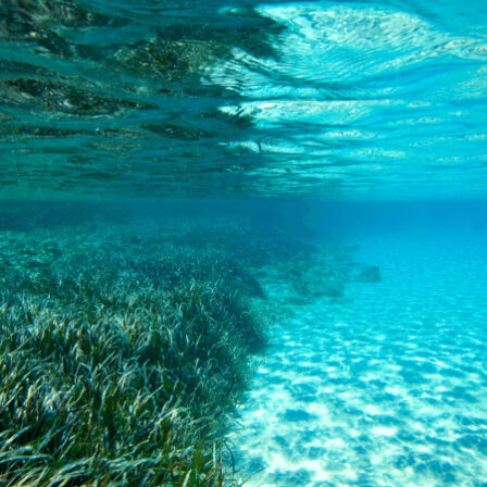 La Posidonia: qualità e salute del mare