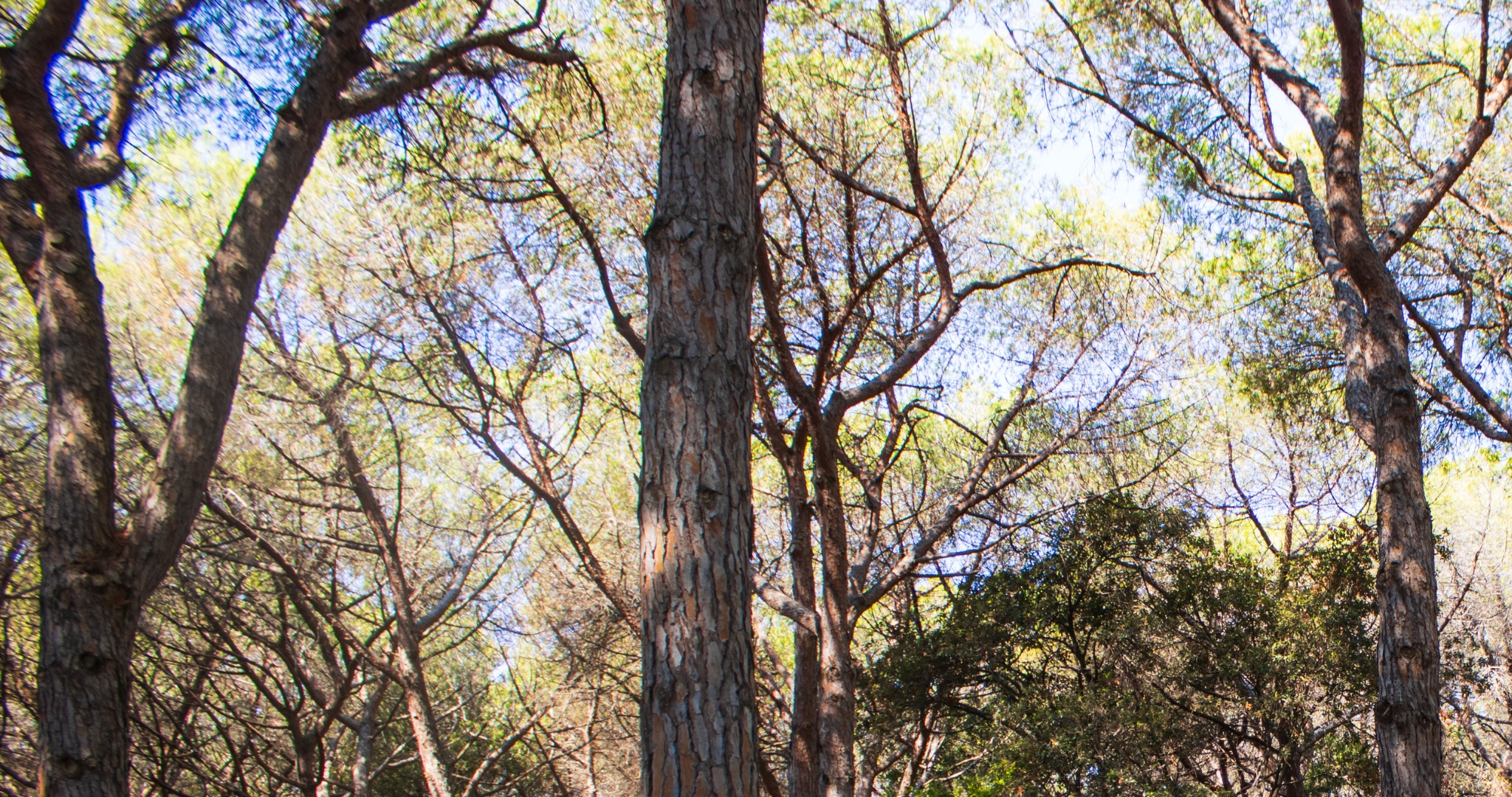 Foresta di alberi alti con tronchi distinti e rami intrecciati, foglie verdi e luce solare che filtra tra le chiome.